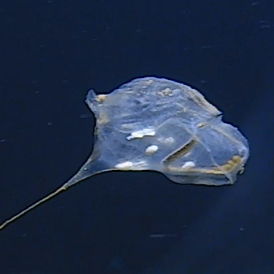 Дрон на глубине 7 км среагировал на движение и включил камеру. Через секунду в кадре оказалось неизвестное науке существо