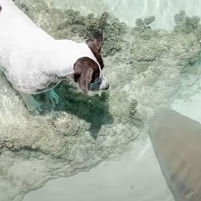 Собака подружилась с рифовой акулой. Они каждый день ждут друг друга у берега поиграть